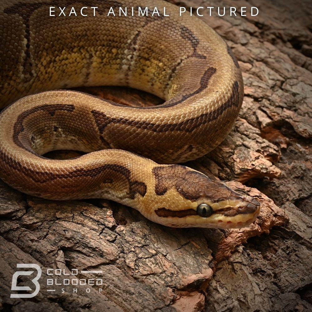 Het Pie Python Baby Enchi Pinstripe 100% Het Pied Ball Python #101