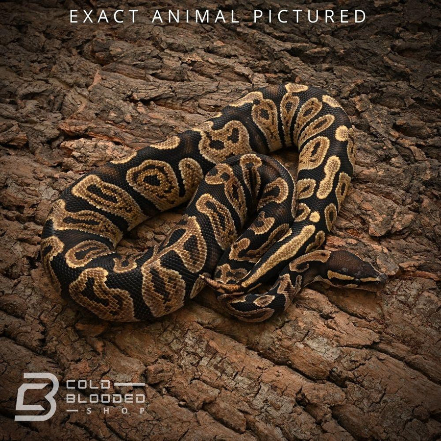 Orange Bull Python GHI Orange Dream Ball Python