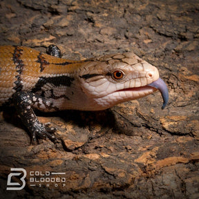 Baby Halmahera Blue Tongue Skink for sale - Cold Blooded Shop