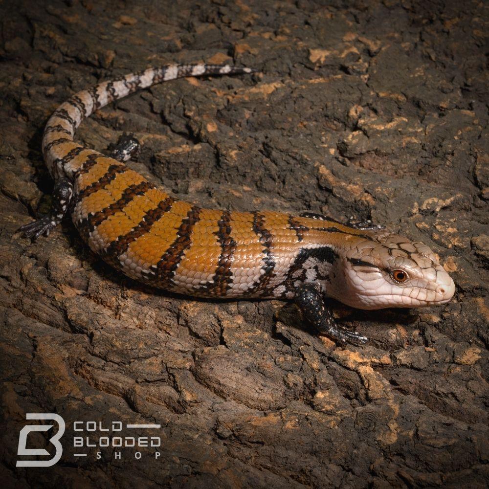 Baby Halmahera Blue Tongue Skink for sale - Cold Blooded Shop