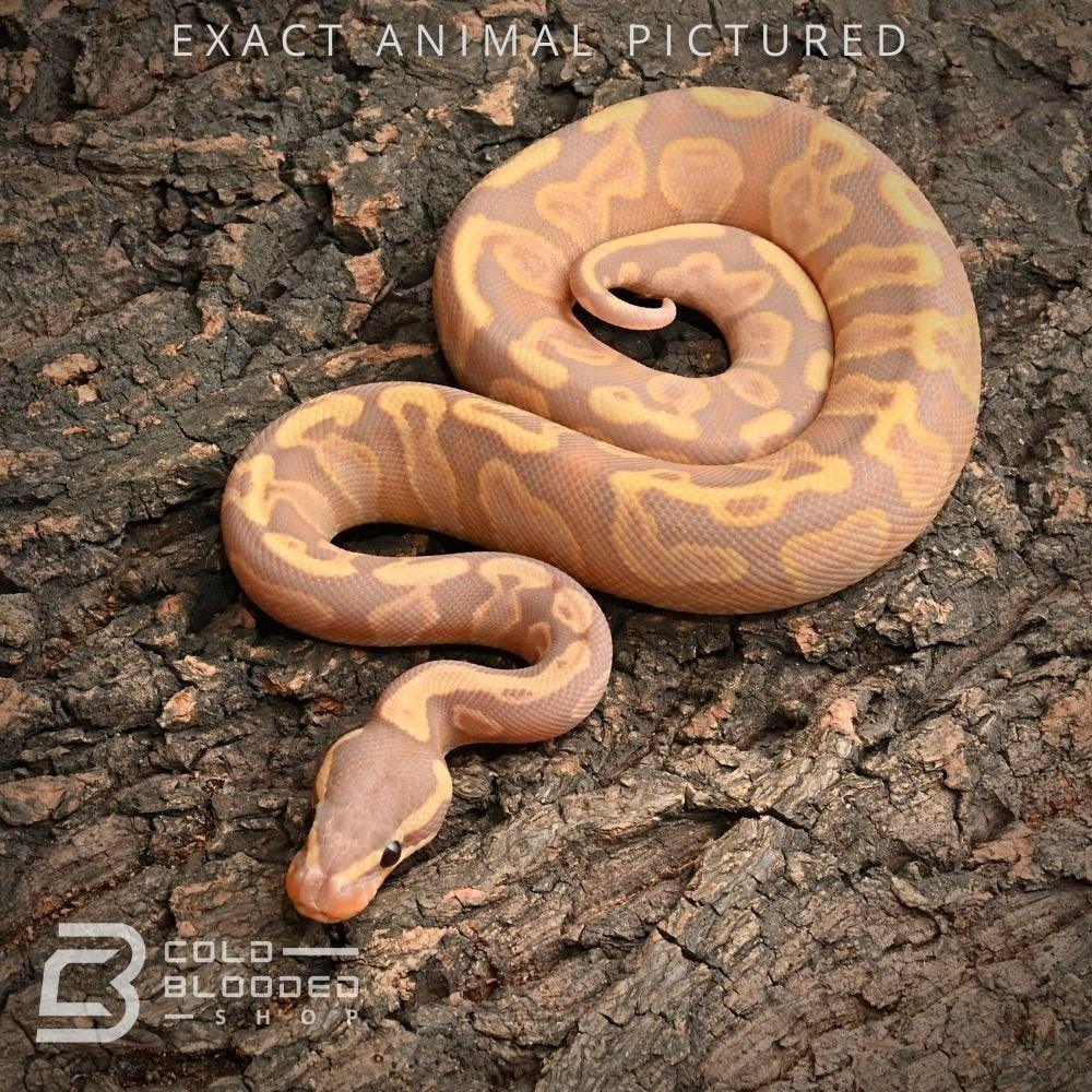 What Makes A Banana Ball Python