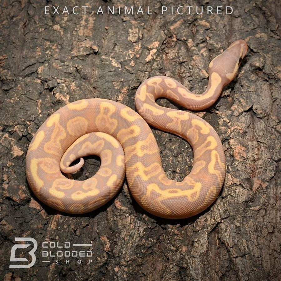 Baby Banana GHI Ball Python