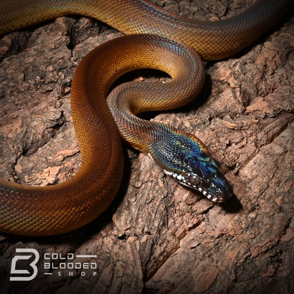 Northern White Lipped Python - Leiopython albertisii