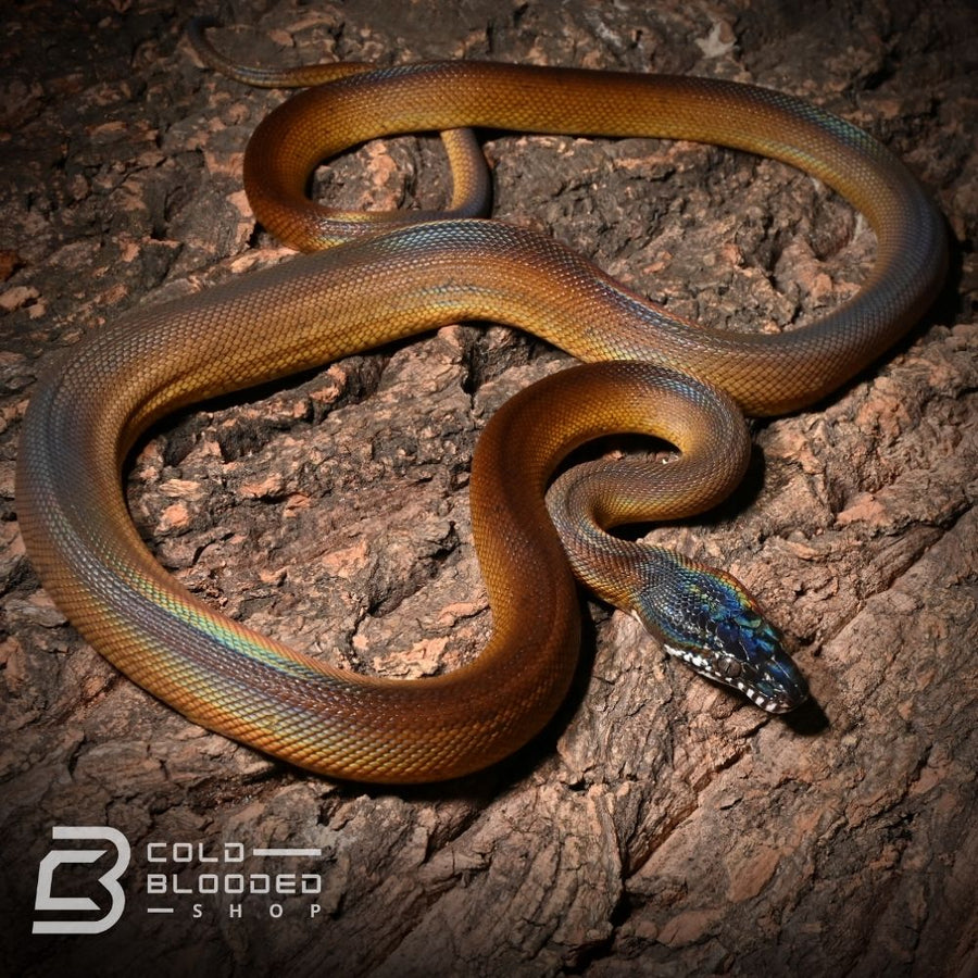 Northern White Lipped Python - Leiopython albertisii