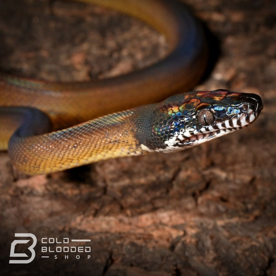 Northern White Lipped Python - Leiopython albertisii