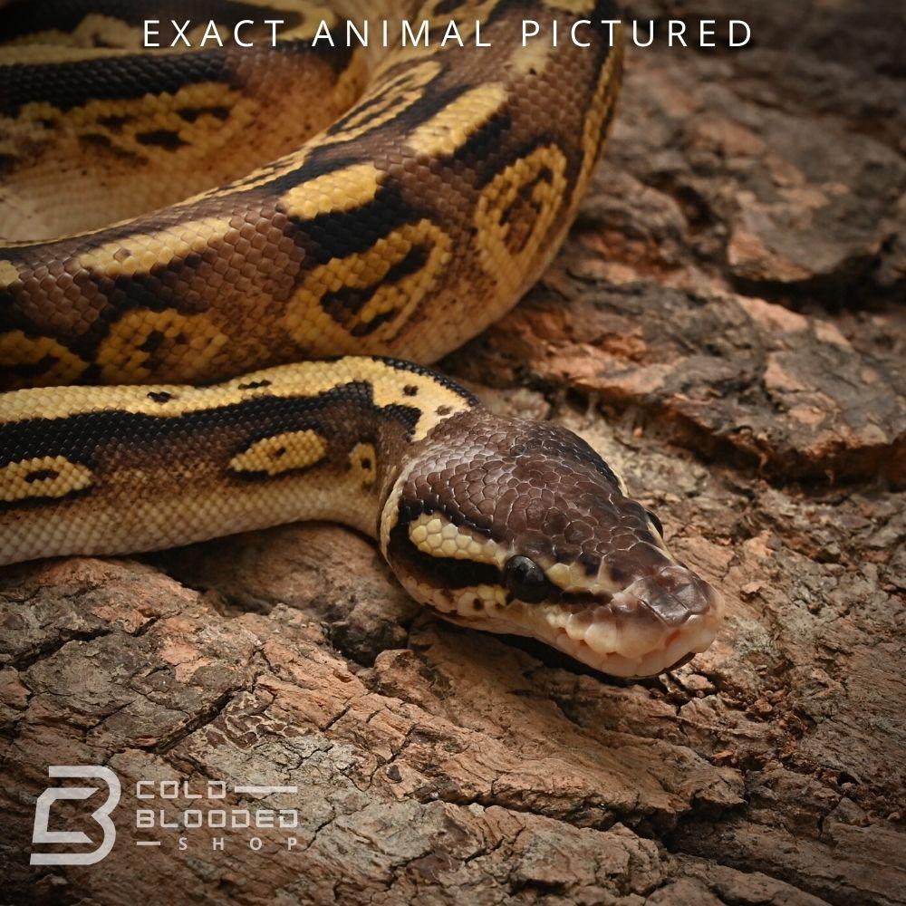 Baby Python For Sale Baby Pastel Phantom Bongo Ball Python