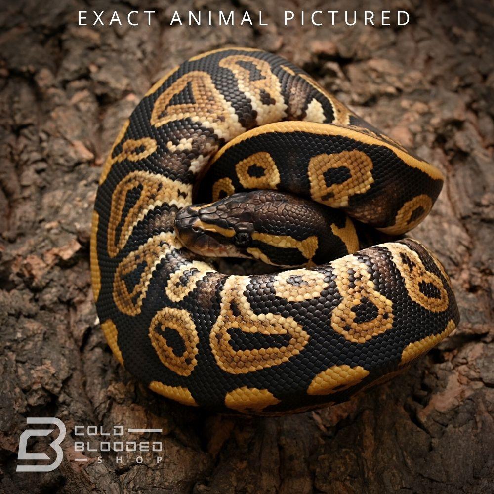 Female Baby Phantom Ball Python for sale - Cold Blooded Shop