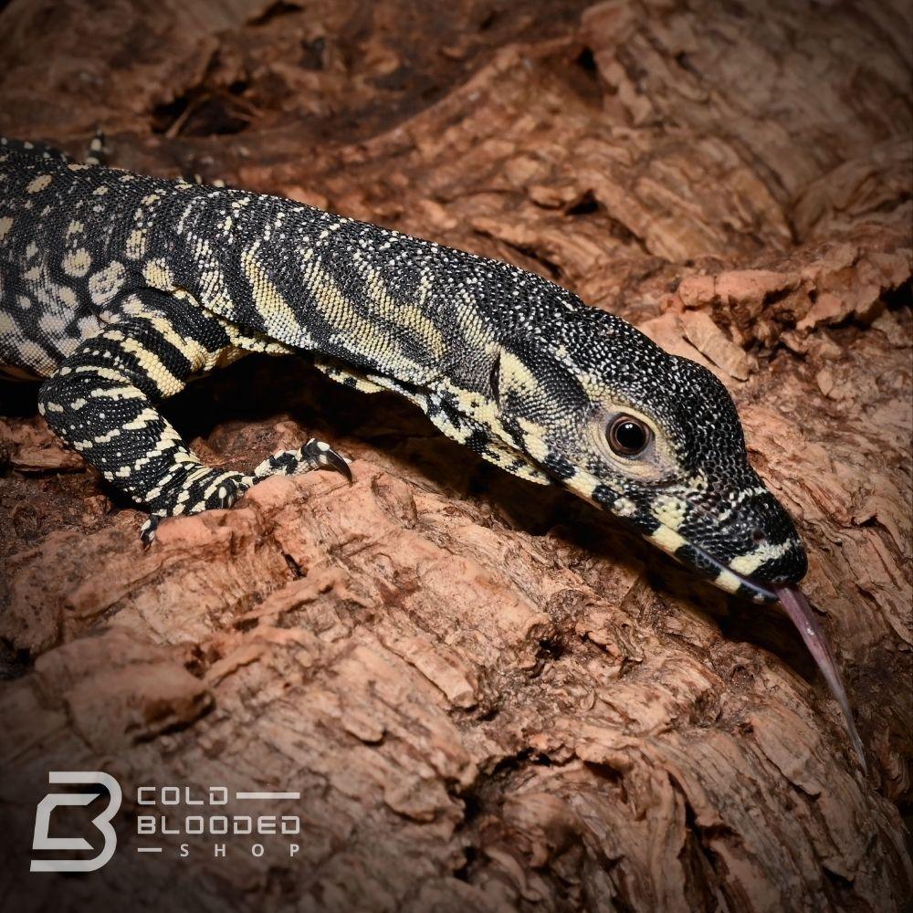 Baby Lace Monitors for sale - Cold Blooded Shop
