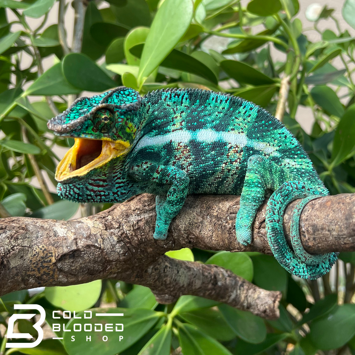 Panther Chameleon - Cold Blooded Shop