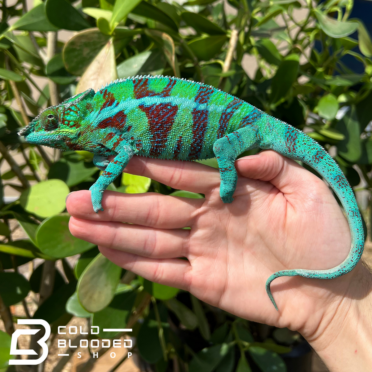 Panther Chameleon - Cold Blooded Shop