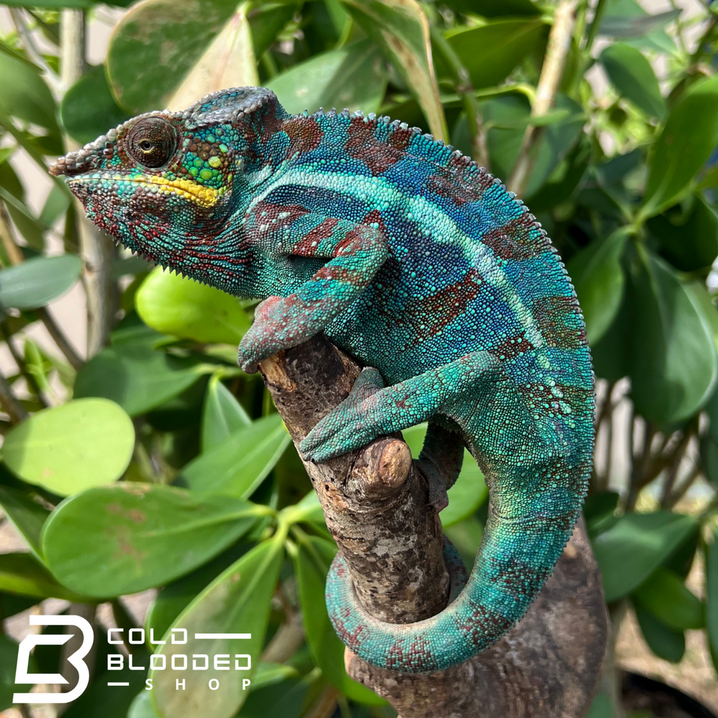 Panther Chameleons - 402 EXOTICS LLC