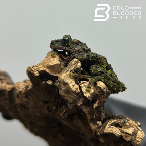 Mossy Frog - Theloderma bicolor - Cold Blooded Shop