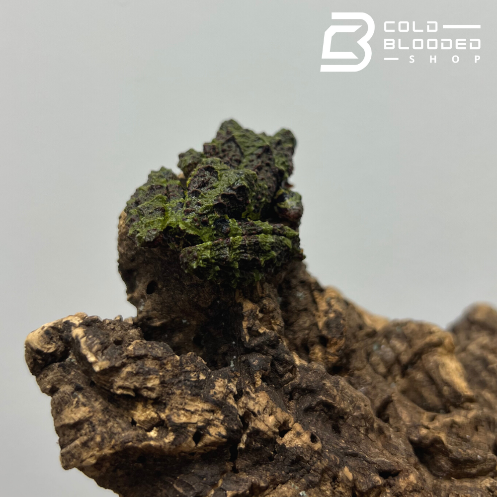 Mossy Frog - Theloderma bicolor
