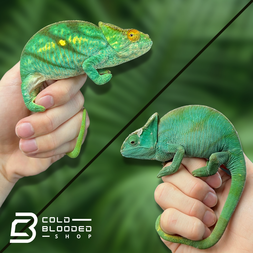 Parson s Chameleon parson-s-chameleon