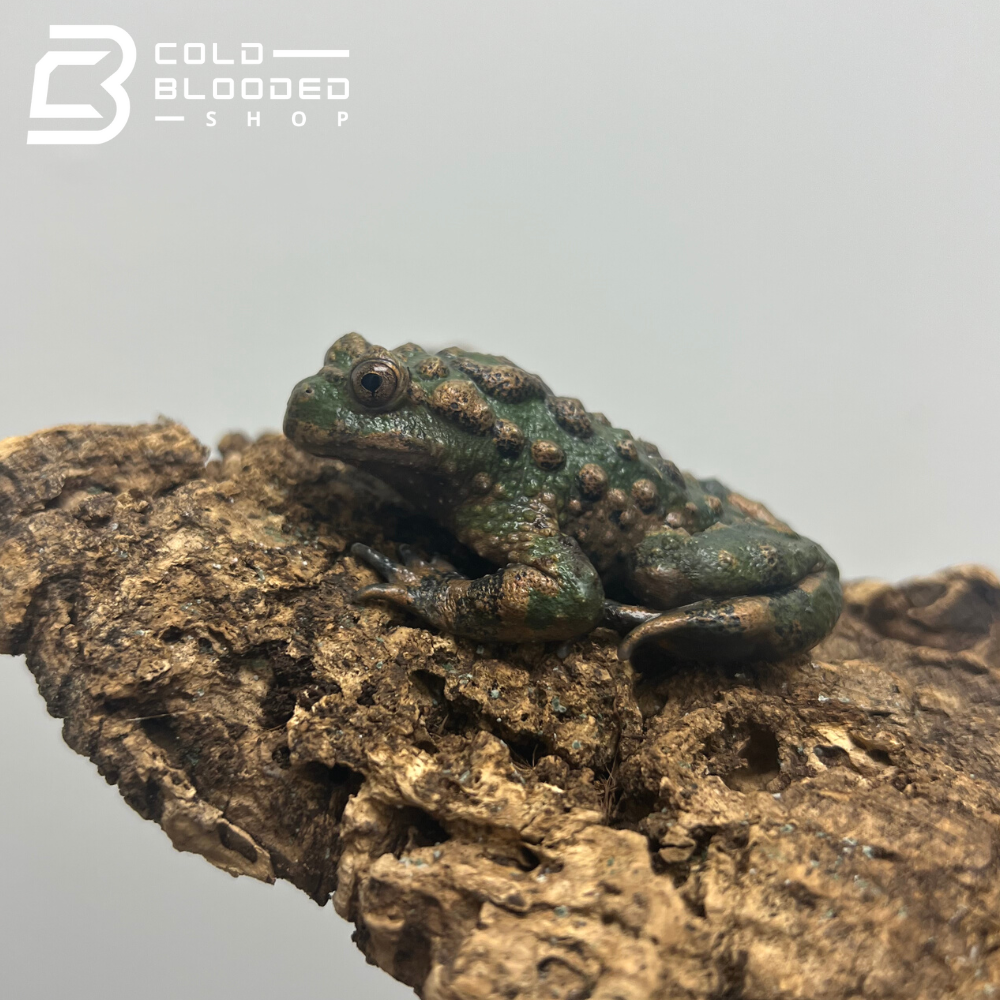 Small-webbed Bell Toads - Bombina microdeladigitora