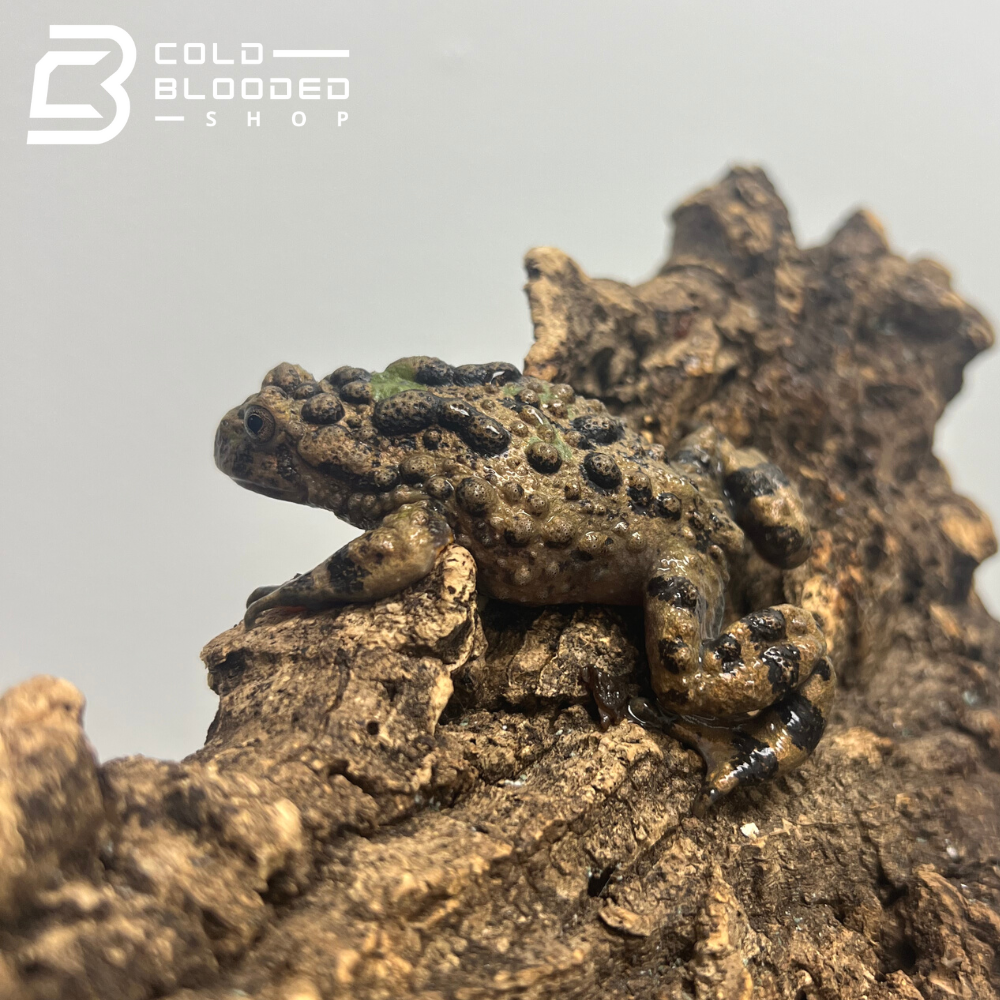 Small-webbed Bell Toads - Bombina microdeladigitora