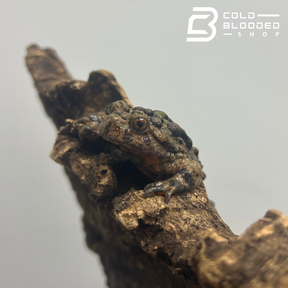 Small-webbed Bell Toad - Bombina microdeladigitora