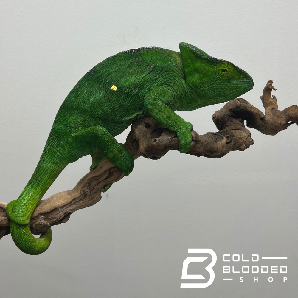 Adult Female Parson's Chameleon - Calumma parsonii - Cold Blooded Shop