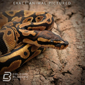Female Baby Orange Dream Ball Python for sale - Cold Blooded Shop
