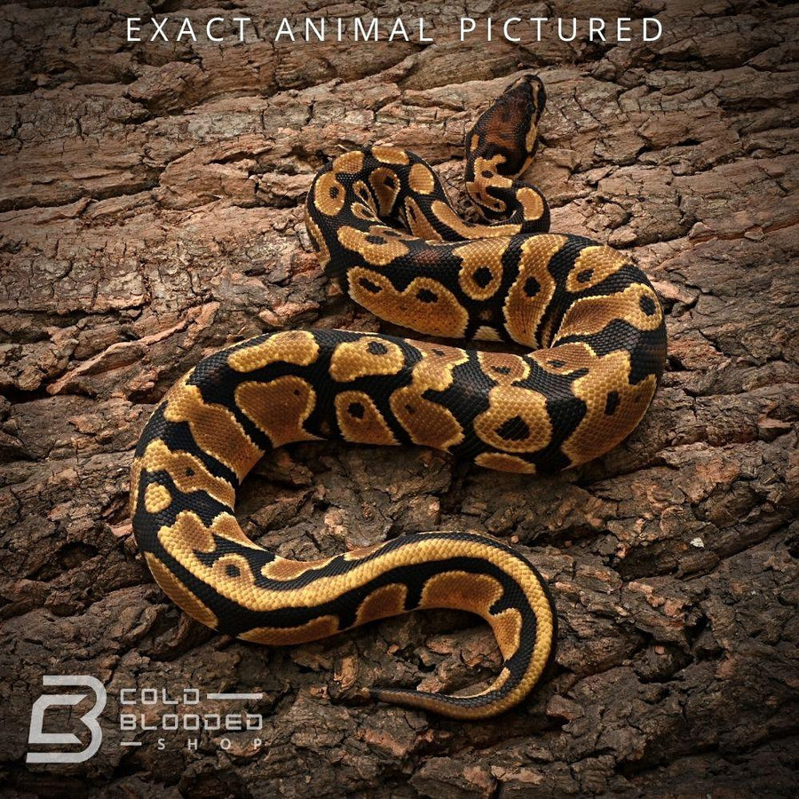 Baby Orange Dream Ball Python #102