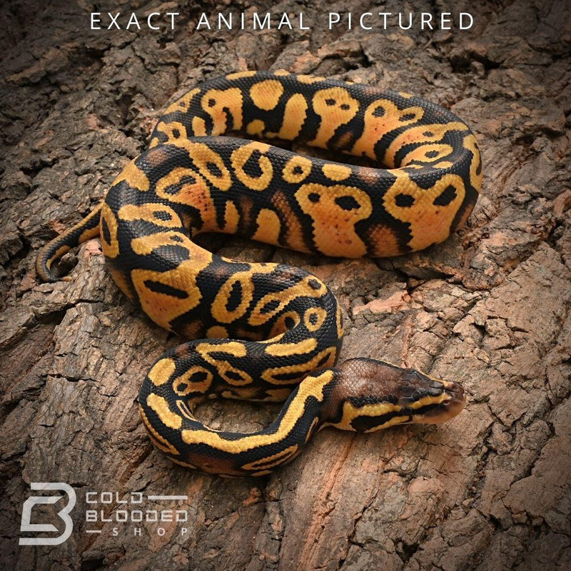 Female Baby Pastel Yellowbelly Het Pied Ball Python