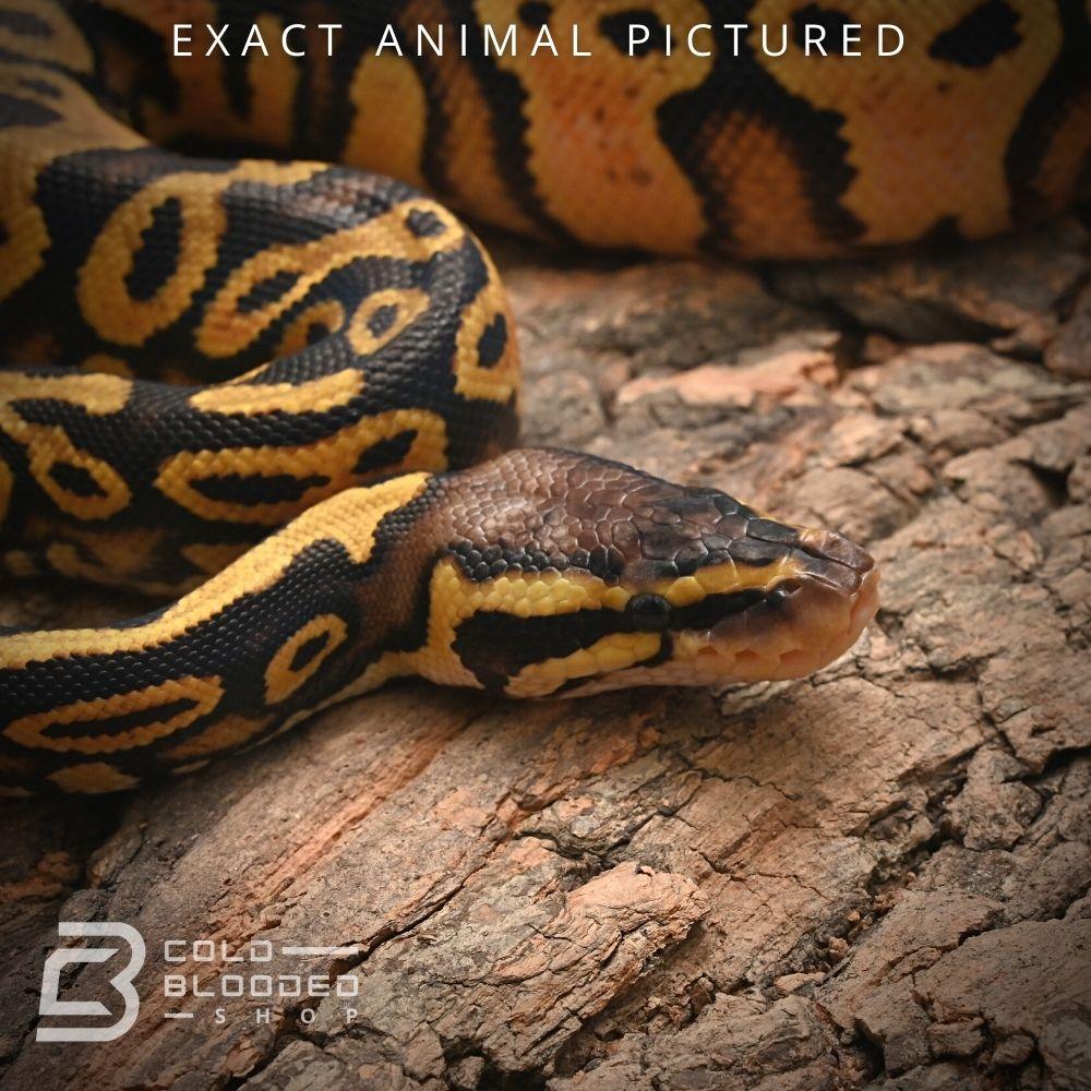 Female Baby Pastel Yellowbelly Het Pied Ball Python for sale - Cold Blooded Shop