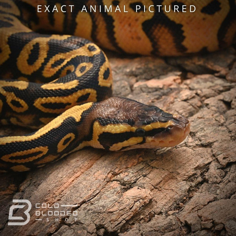 Female Baby Pastel Yellowbelly Het Pied Ball Python