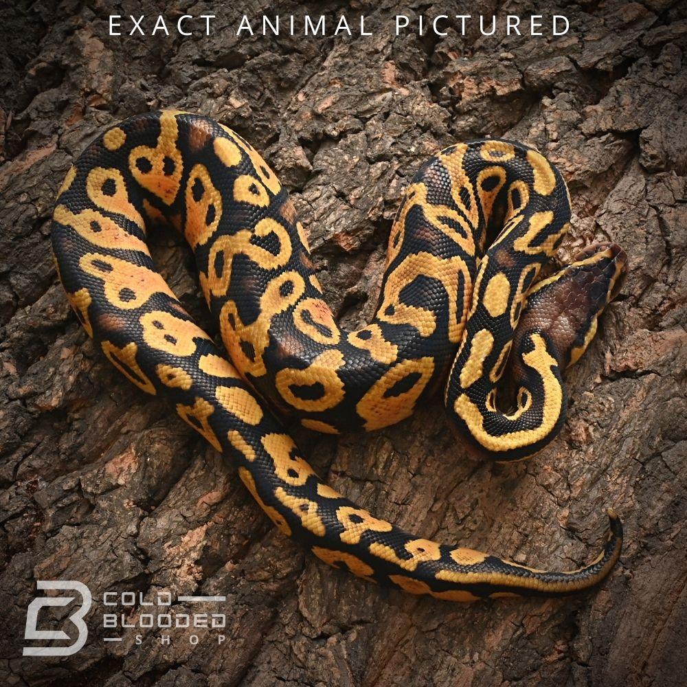 Het Pie Python Female Baby Pastel Yellowbelly Het Pied Ball Python