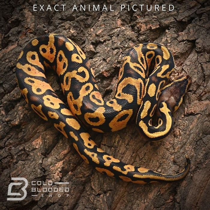 Female Baby Pastel Yellowbelly Het Pied Ball Python