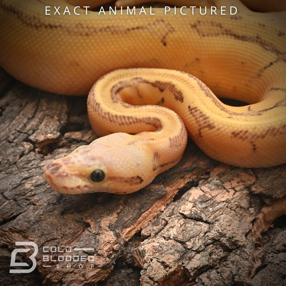 Female Enchi Ball Python Baby Killerblast Enchi Vanilla Yellowbelly Ball Python