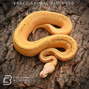 Female Baby Killerblast Enchi Vanilla Yellowbelly Ball Python for sale - Cold Blooded Shop