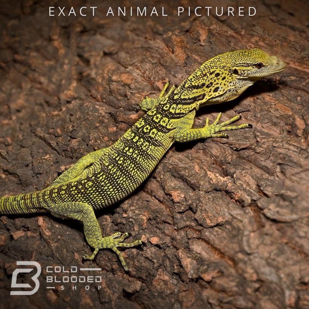 Tree Monitor Frame Adult Green Tree Monitor