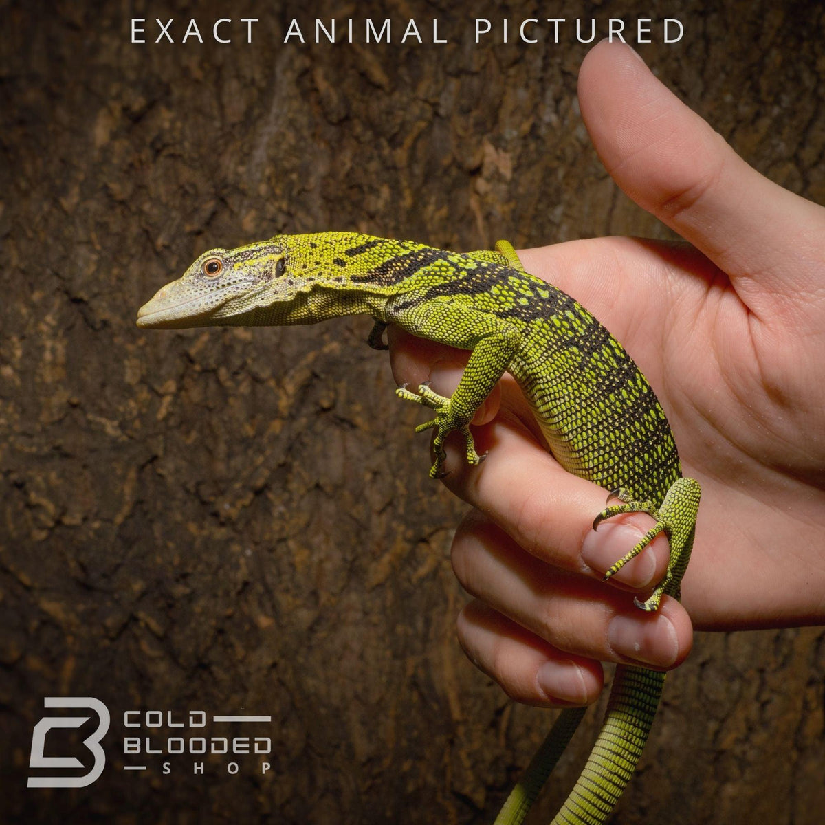 Juvenile Yellow Tree Monitor (Varanus reisingeri) for sale - Cold Blooded Shop
