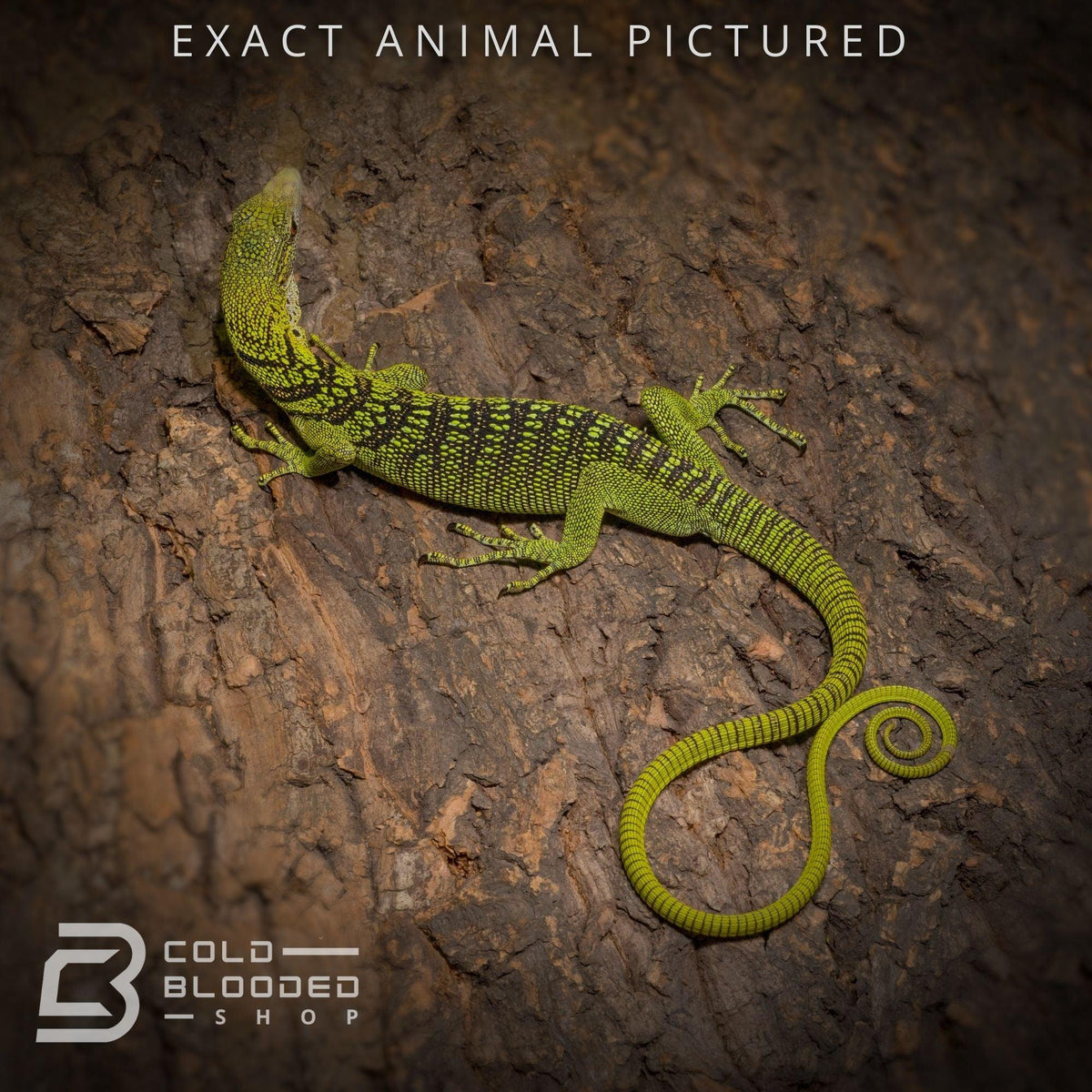 Juvenile Yellow Tree Monitor (Varanus reisingeri) for sale - Cold Blooded Shop