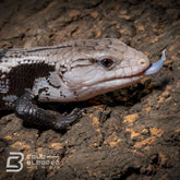 Juvenile Axanthic Halmahera Blue Tongue Skink for sale - Cold Blooded Shop