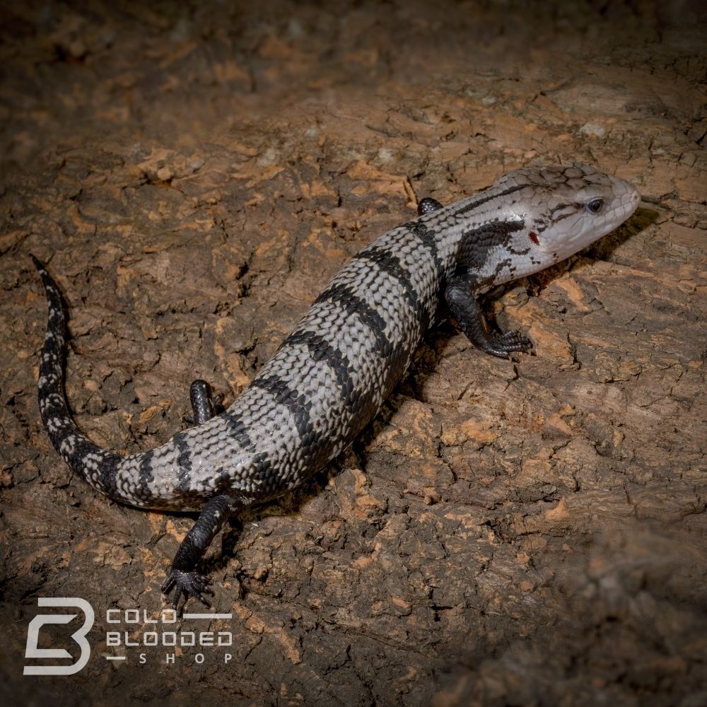 Juvenile Axanthic Halmahera Blue Tongue Skink for sale - Cold Blooded Shop
