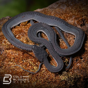 Juvenile Dragon Snake Xenodermus javanicus for sale - Cold Blooded Shop