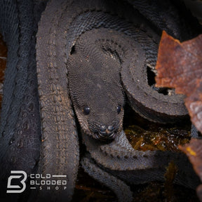 Juvenile Dragon Snake Xenodermus javanicus for sale - Cold Blooded Shop