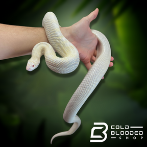 Adult Bullsnakes - Cold Blooded Shop