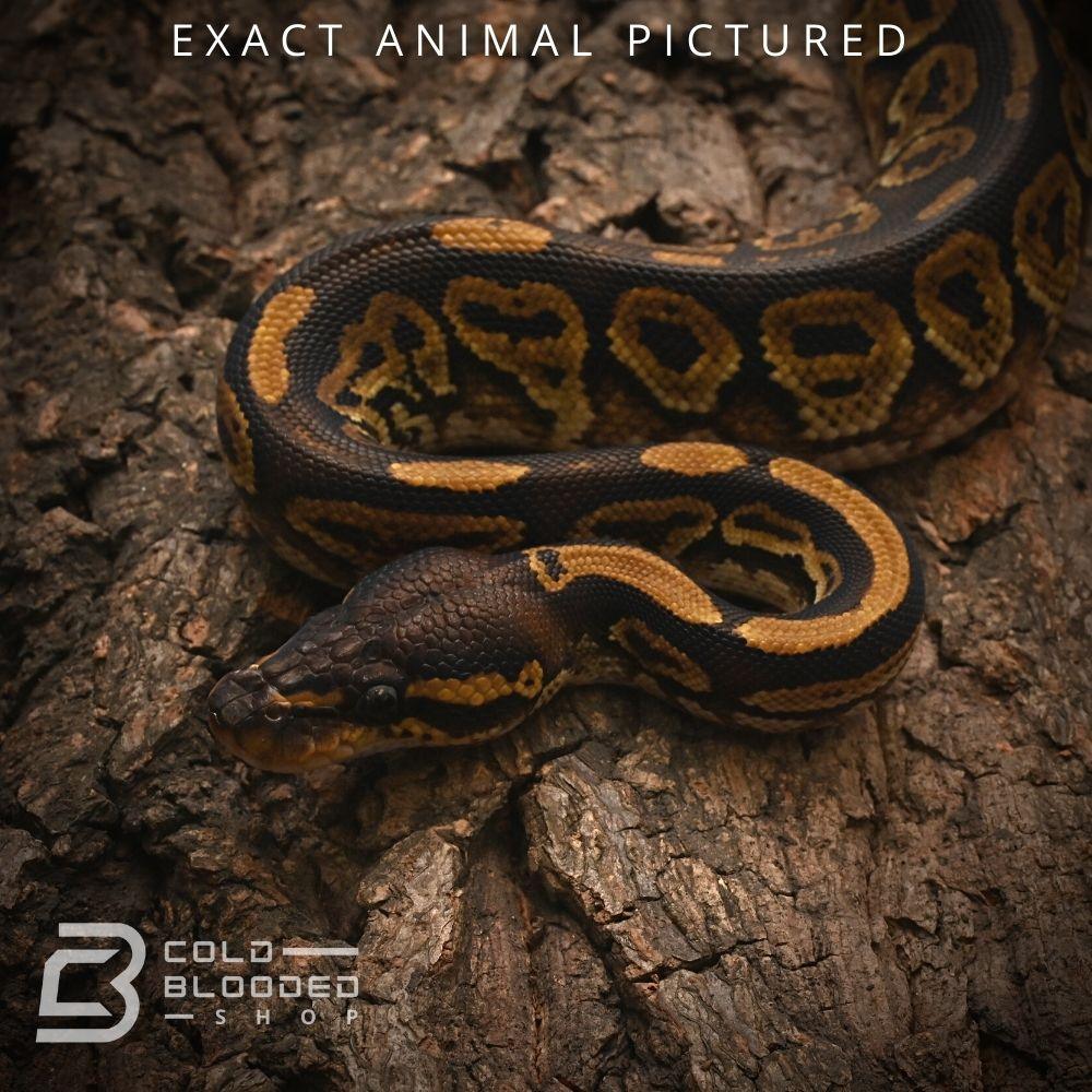 Male Baby Bongo Ball Python for sale - Cold Blooded Shop