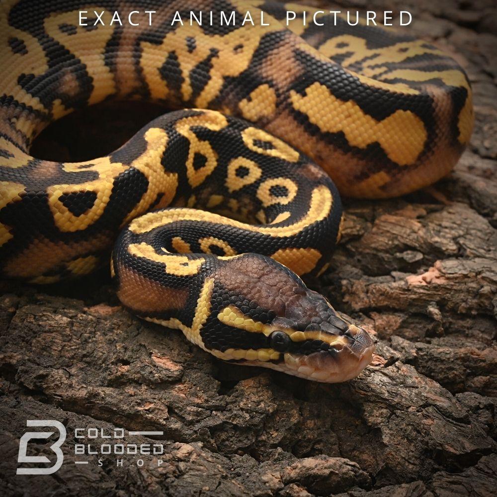 Male Baby Pastel Yellowbelly Het Pied Ball Python for sale - Cold Blooded Shop