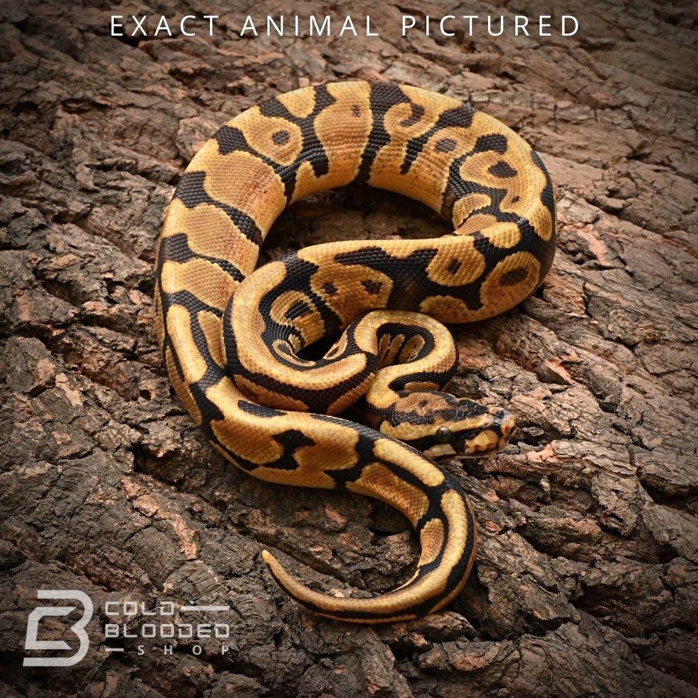 Baby Desert Python Baby Spotnose Enchi Het Desert Ghost Ball Python