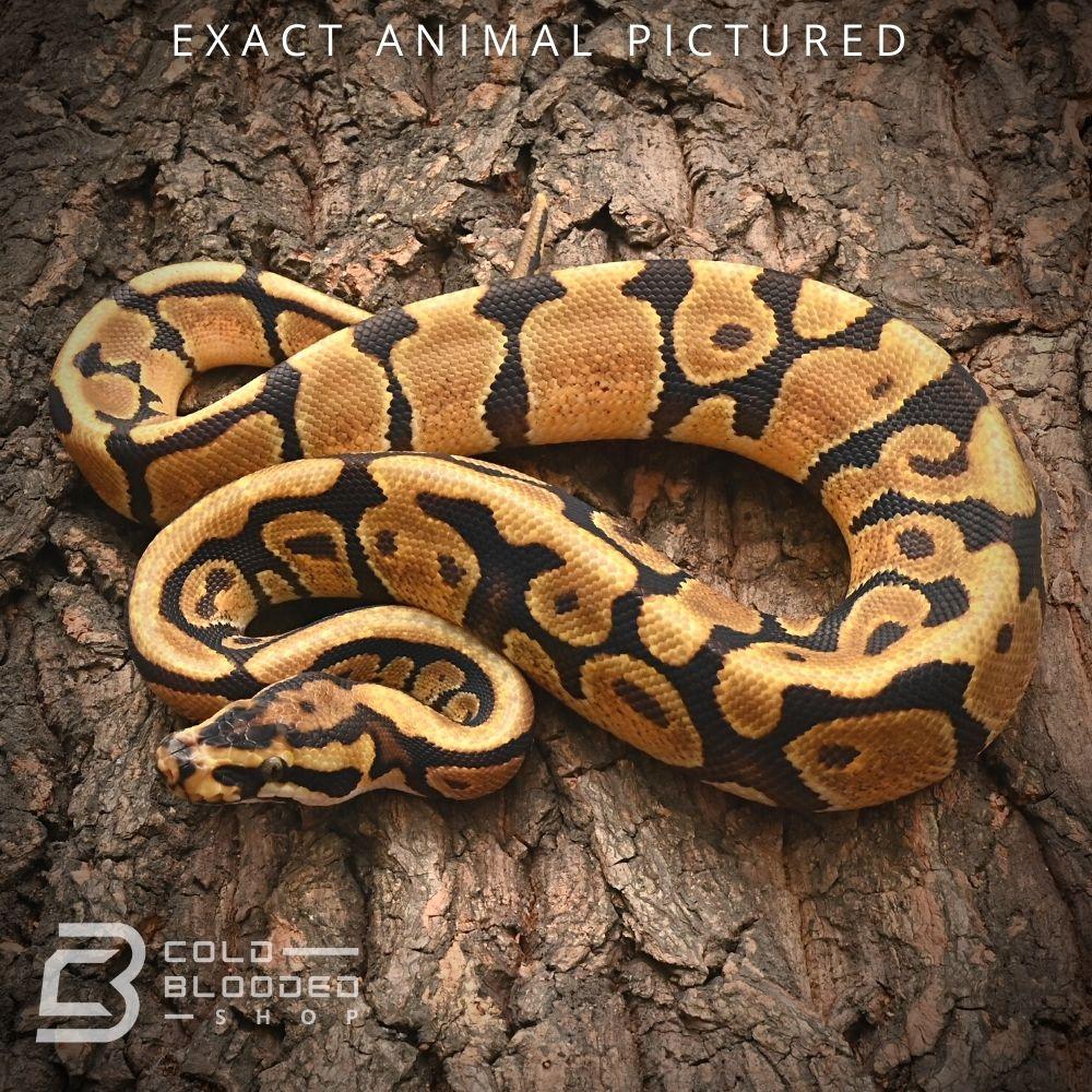 Male Baby Spotnose Enchi Het Desert Ghost Ball Python for sale - Cold Blooded Shop
