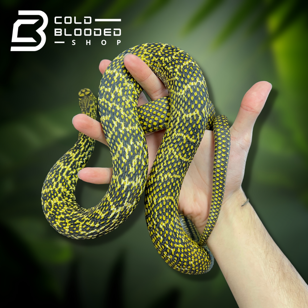 Chinese King Ratsnake - Cold Blooded Shop