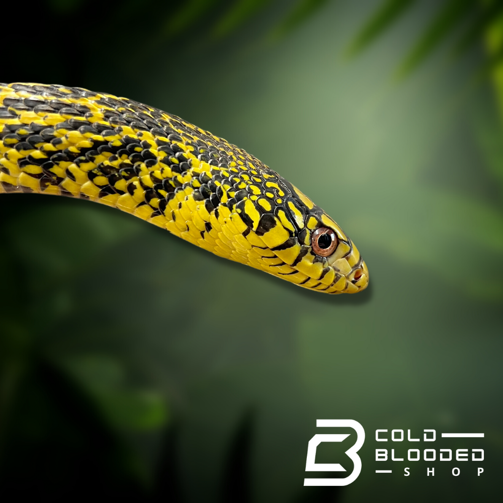 Chinese King Ratsnake - Cold Blooded Shop