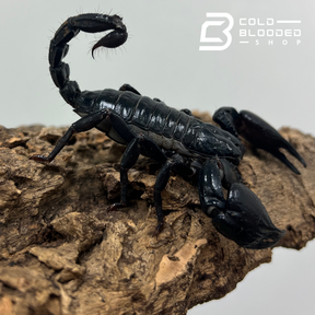 Asian Forest Scorpion - Cold Blooded Shop