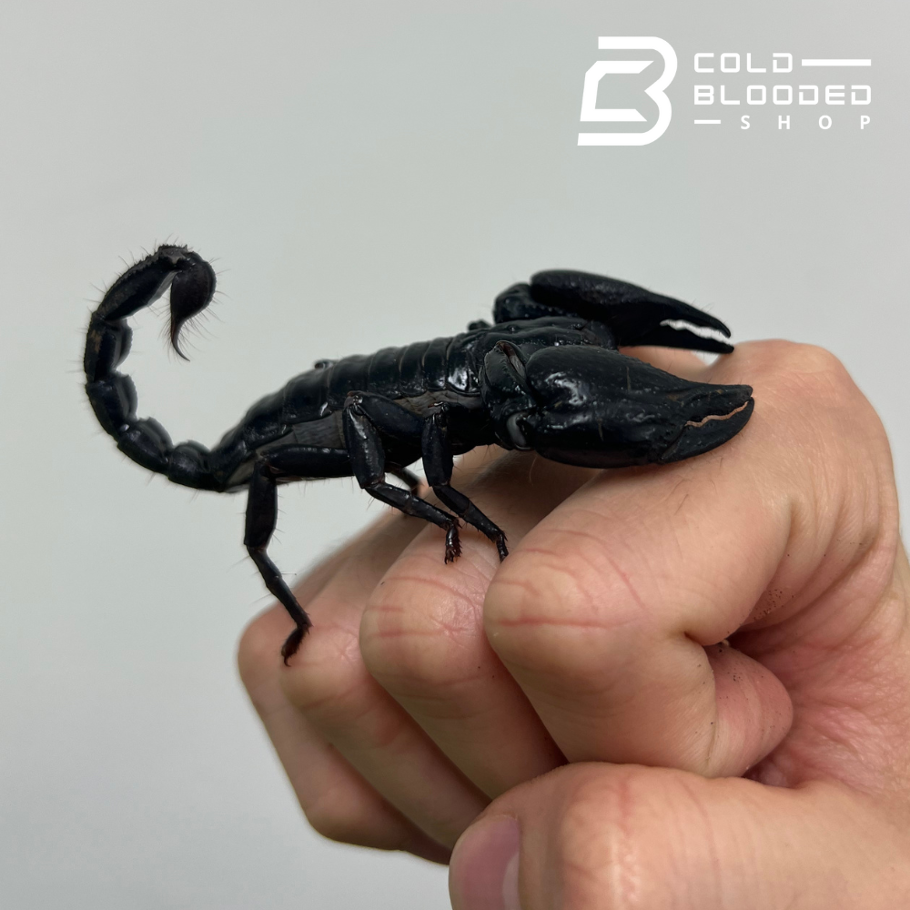 Asian Forest Scorpion - Cold Blooded Shop