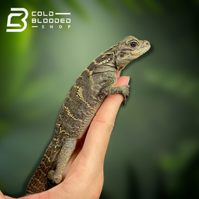 Baby/Juvenile Celebensis Sailfin Dragon Lizard - Cold Blooded Shop
