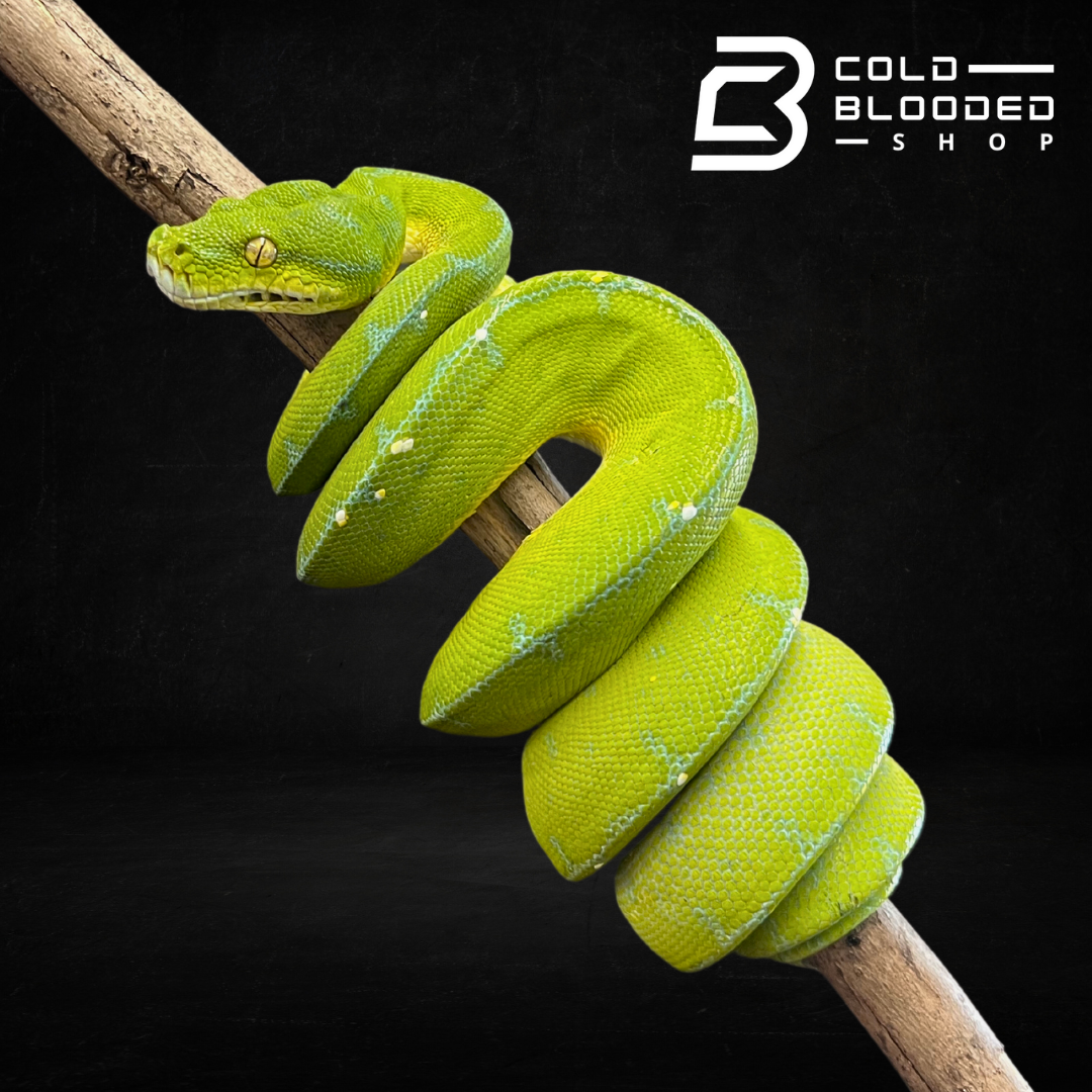 Green Tree Python - Cold Blooded Shop