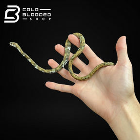 Blunthead Slug Snake - Aplopeltura boa - Cold Blooded Shop